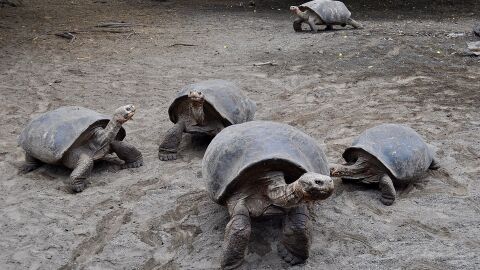 Tortugas gigantes. Galápagos
