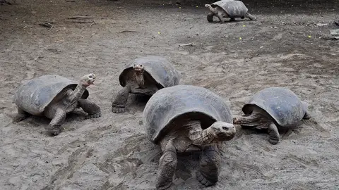 Tortugas gigantes. Galápagos Tortugas gigantes. Galápagos