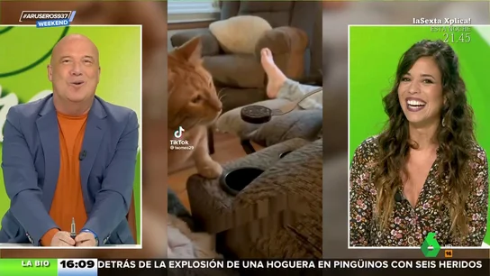 La exagerada reacción de unos gatos a la comida humana La exagerada reacción de unos gatos a la comida humana