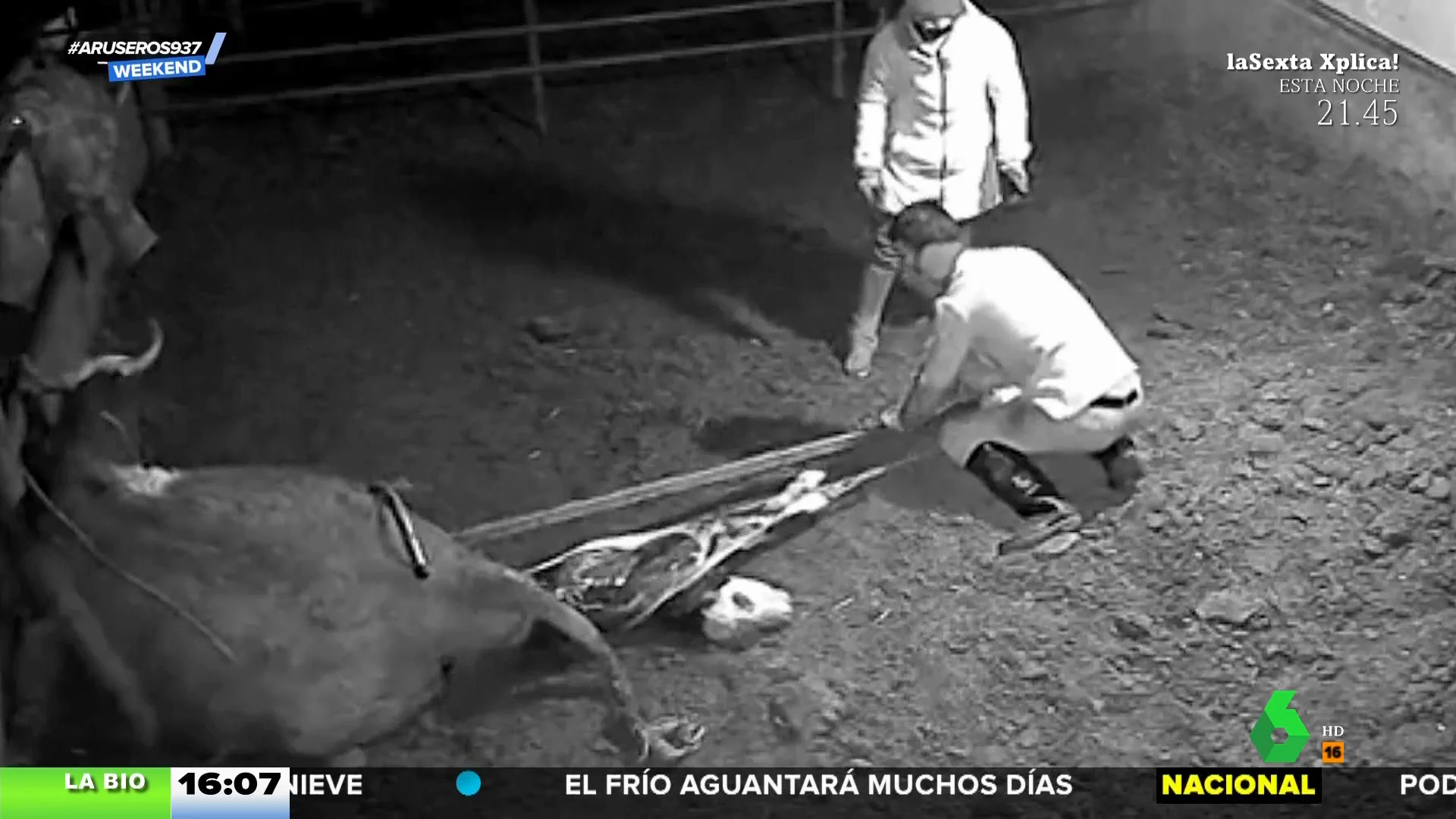 Una vaca besa a su dueño por ayudarle a parir