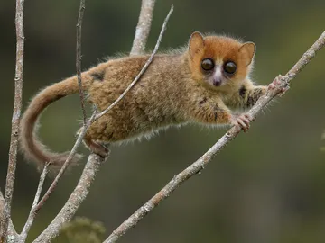 Madagascar 23 millones de anos de evolucion en peligro Madagascar 23 millones de anos de evolucion en peligro