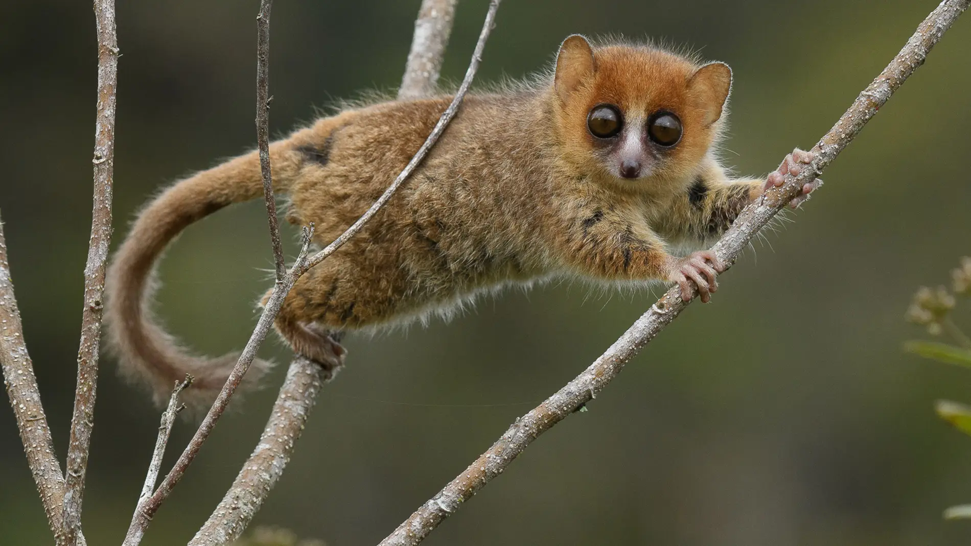 Madagascar 23 millones de anos de evolucion en peligro