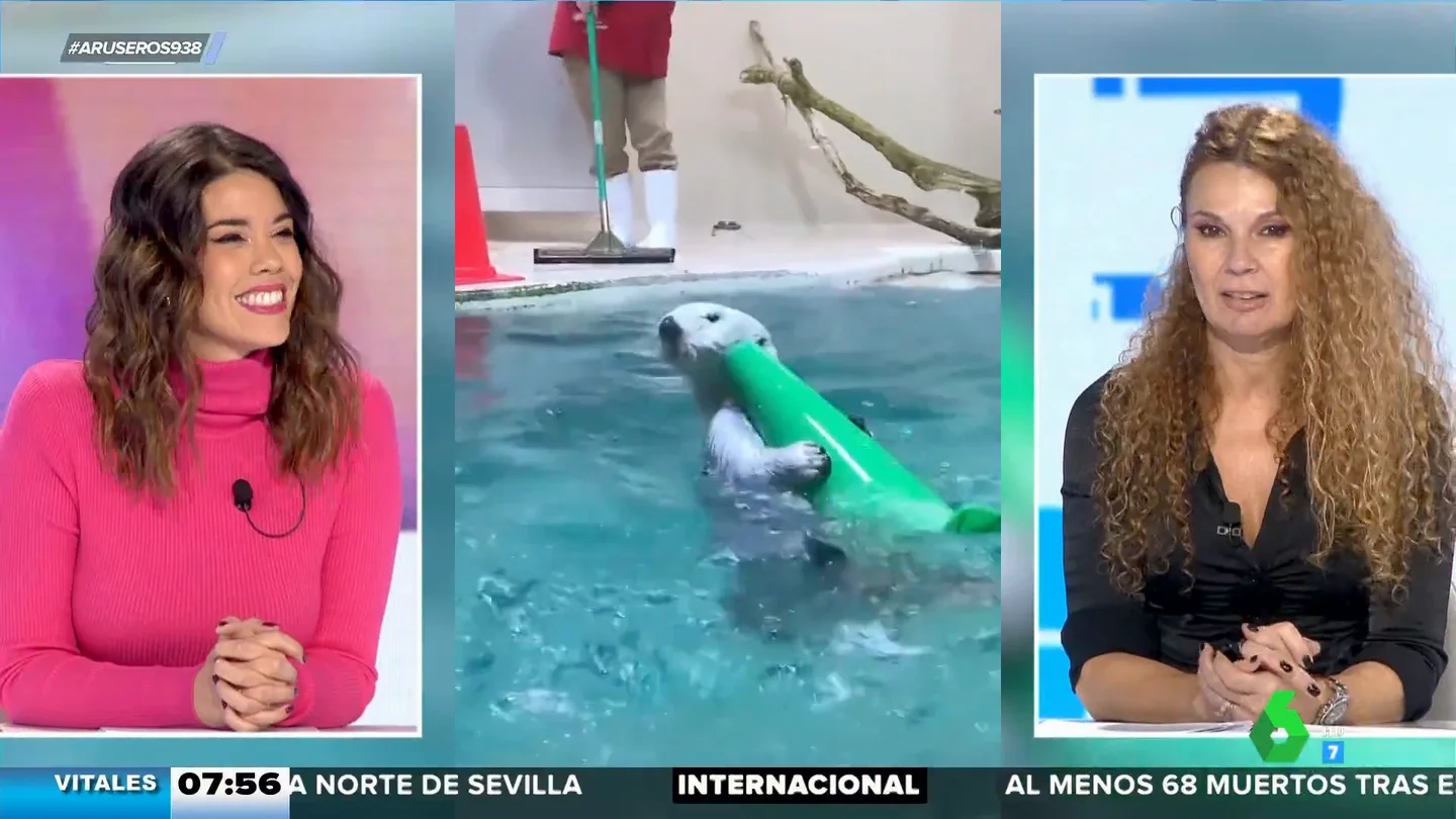 La nutria responsable que ayuda a sus cuidadores a recoger los juguetes de la piscina La nutria responsable que ayuda a sus cuidadores a recoger los juguetes de la piscina