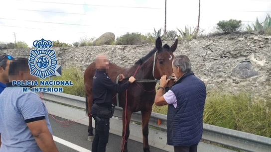 Policía Nacional ponen a salvo un caballo sin jinete en Tafira Baja, en Las Palmas de Gran Canaria. Policía Nacional ponen a salvo un caballo sin jinete en Tafira Baja, en Las Palmas de Gran Canaria.