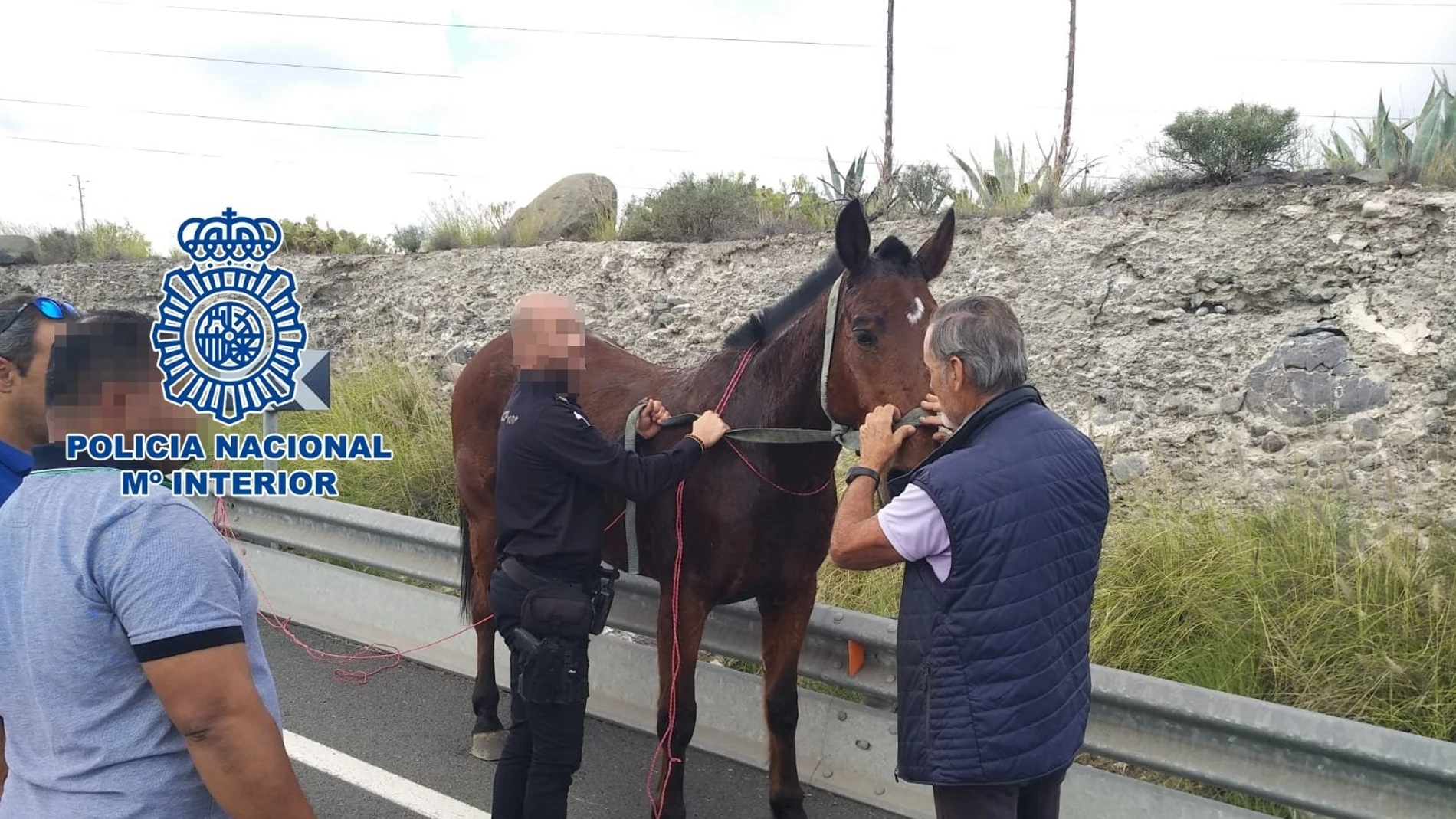 Policía Nacional ponen a salvo un caballo sin jinete en Tafira Baja, en Las Palmas de Gran Canaria.