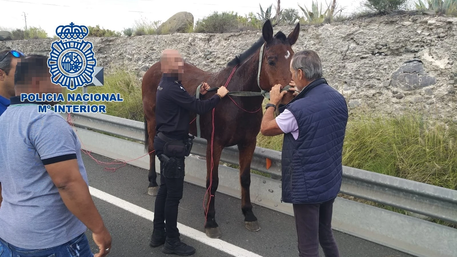 Policía Nacional ponen a salvo un caballo sin jinete en Tafira Baja, en Las Palmas de Gran Canaria.