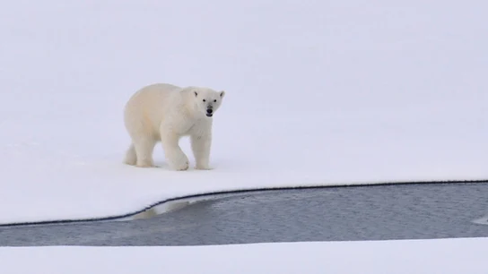 Un oso polar en una foto de archivo. Un oso polar en una foto de archivo.