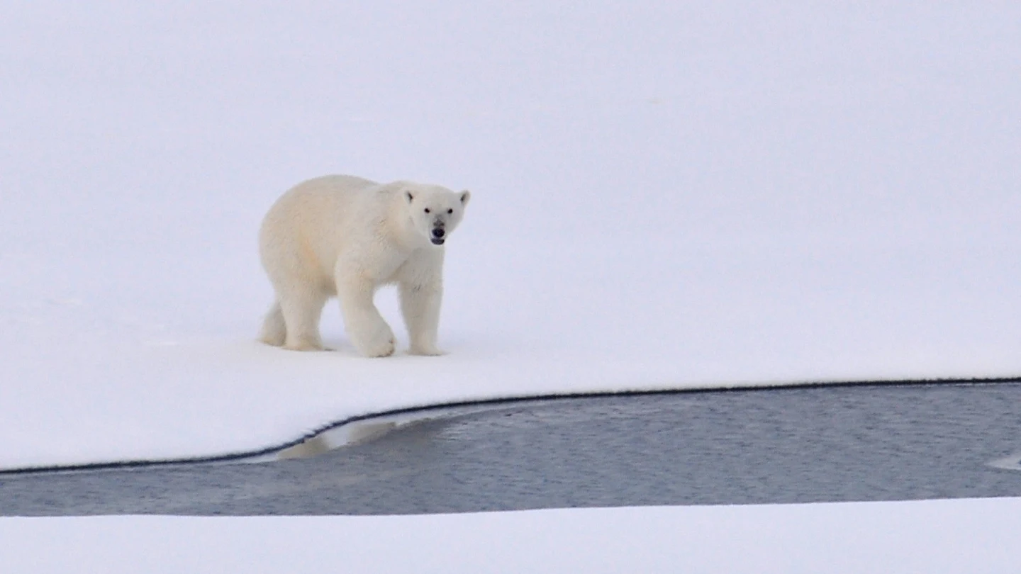 Un oso polar en una foto de archivo. Un oso polar en una foto de archivo.