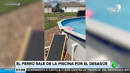 El curioso método de este perro para salir de la piscina sin esfuerzo El curioso método de este perro para salir de la piscina sin esfuerzo