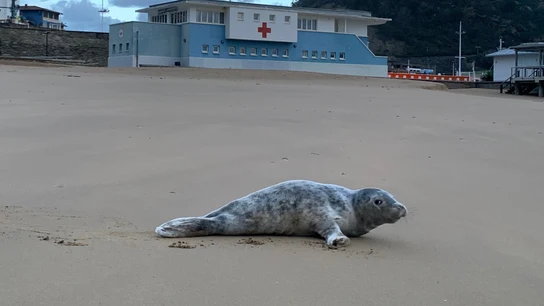 Una pequeña foca aparece por sorpresa en la playa de Getaria: estas son las adorables imágenes Una pequeña foca aparece por sorpresa en la playa de Getaria: estas son las adorables imágenes