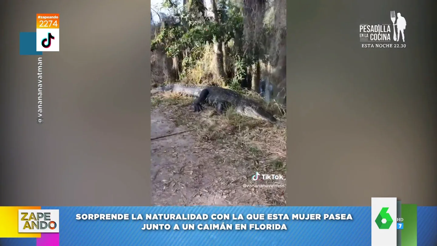Una mujer sale a pasear en Florida y se encuentra con un caimán Una mujer sale a pasear en Florida y se encuentra con un caimán