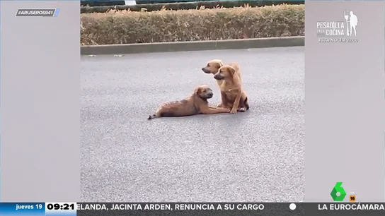 Unos perros se niegan a abandonar a su compañero herido en medio de una carretera con mucho tráfico Unos perros se niegan a abandonar a su compañero herido en medio de una carretera con mucho tráfico