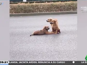 Unos perros se niegan a abandonar a su compañero herido en medio de una carretera con mucho tráfico