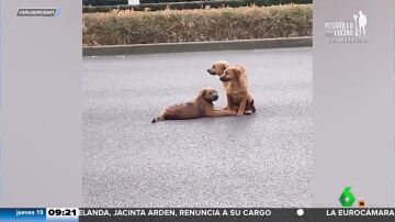 Unos perros se niegan a abandonar a su compañero herido en medio de una carretera con mucho tráfico