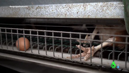 Gallinas muertas, desplumadas... el vídeo que muestra el deplorable estado de los animales de una granja en Tielmes Gallinas muertas, desplumadas... el vídeo que muestra el deplorable estado de los animales de una granja en Tielmes