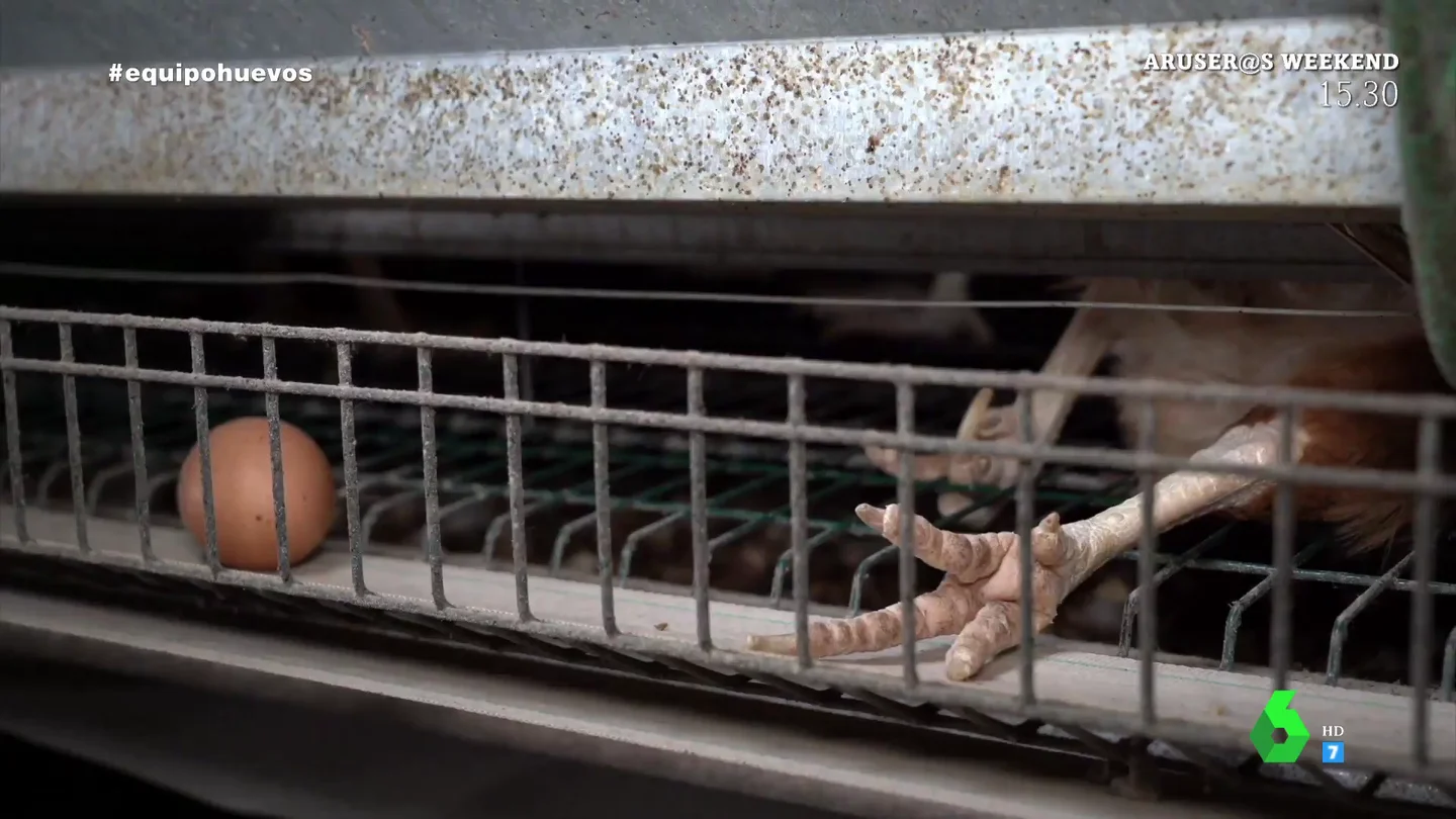 Gallinas muertas, desplumadas... el vídeo que muestra el deplorable estado de los animales de una granja en Tielmes Gallinas muertas, desplumadas... el vídeo que muestra el deplorable estado de los animales de una granja en Tielmes
