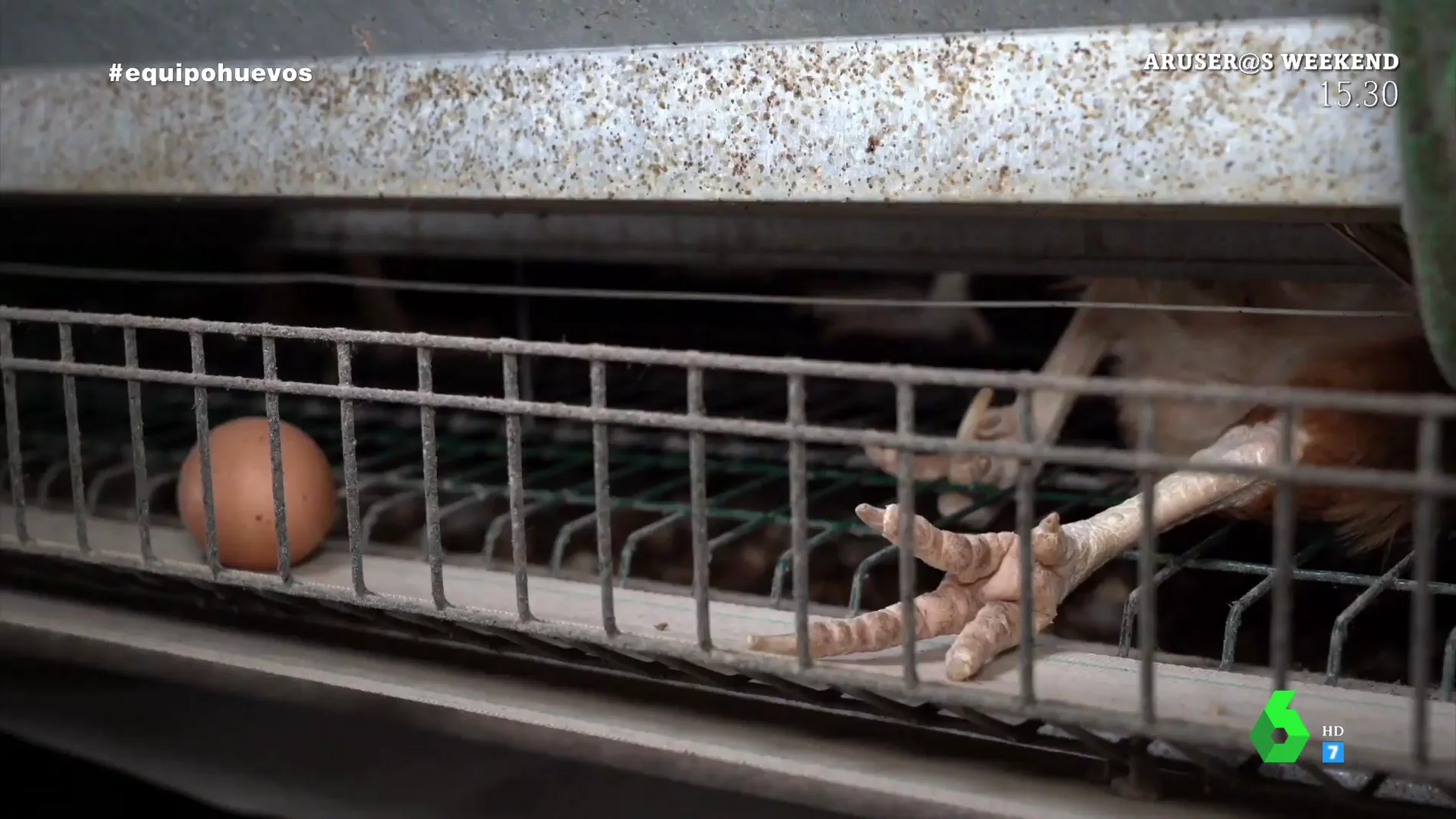Gallinas muertas, desplumadas... el vídeo que muestra el deplorable estado de los animales de una granja en Tielmes