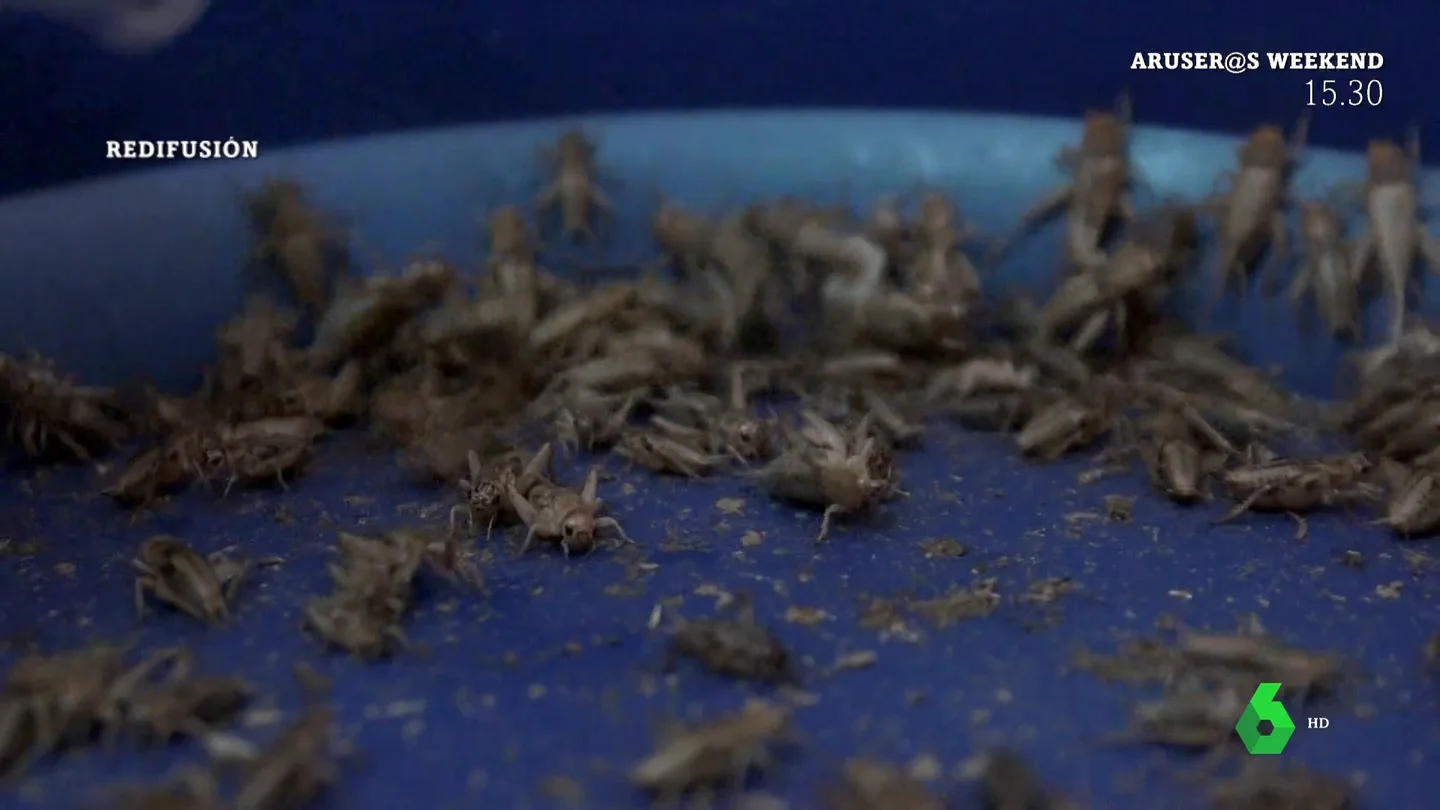 Saltamontes, grillos y moscas negras alimentarán al pescado que comeremos en el futuro Saltamontes, grillos y moscas negras alimentarán al pescado que comeremos en el futuro