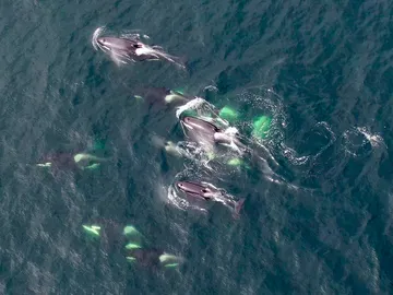 Orcas residentes del sur, catalogadas en peligro de extinción Orcas residentes del sur, catalogadas en peligro de extinción