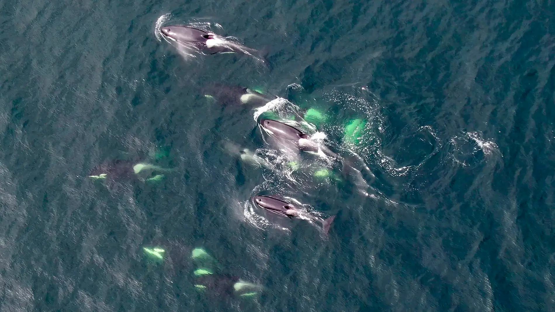Orcas residentes del sur, catalogadas en peligro de extinción