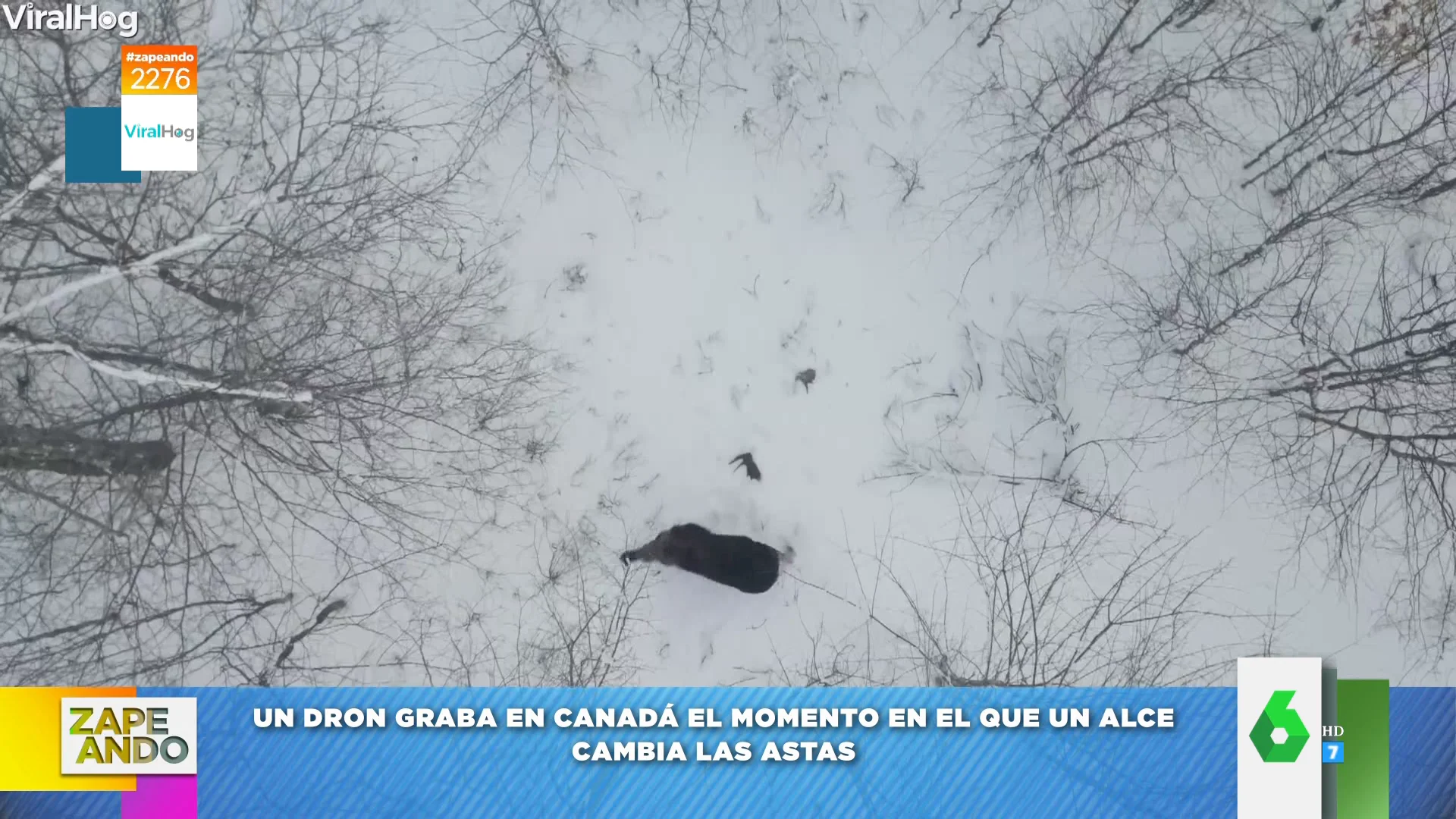 El espectacular momento en el que un alce cambia sus astas: así graba un dron cómo se desprende de ellas