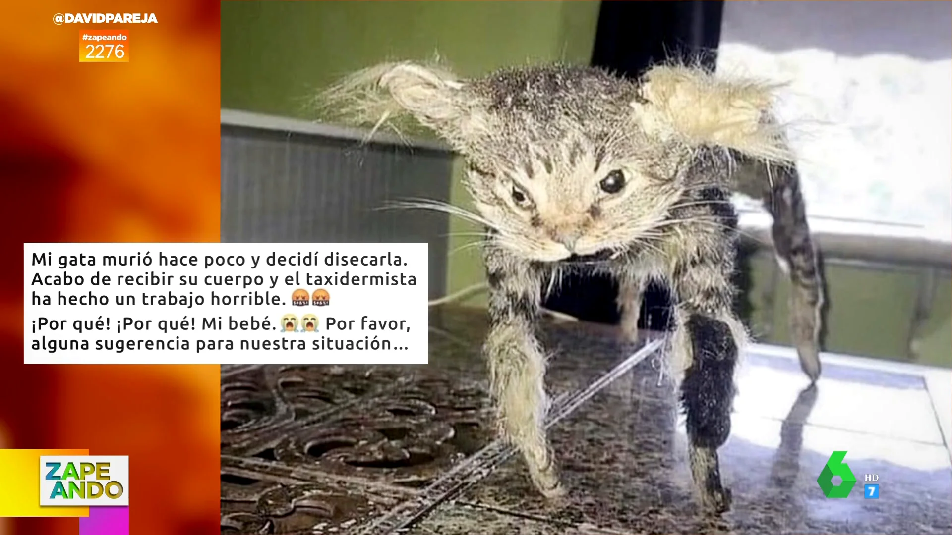 Se muere su gata y decide disecarla: este es el desastroso resultado 