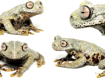 Nueva especie de rana nombrada en honor a J. R. R. Tolkien Nueva especie de rana nombrada en honor a J. R. R. Tolkien