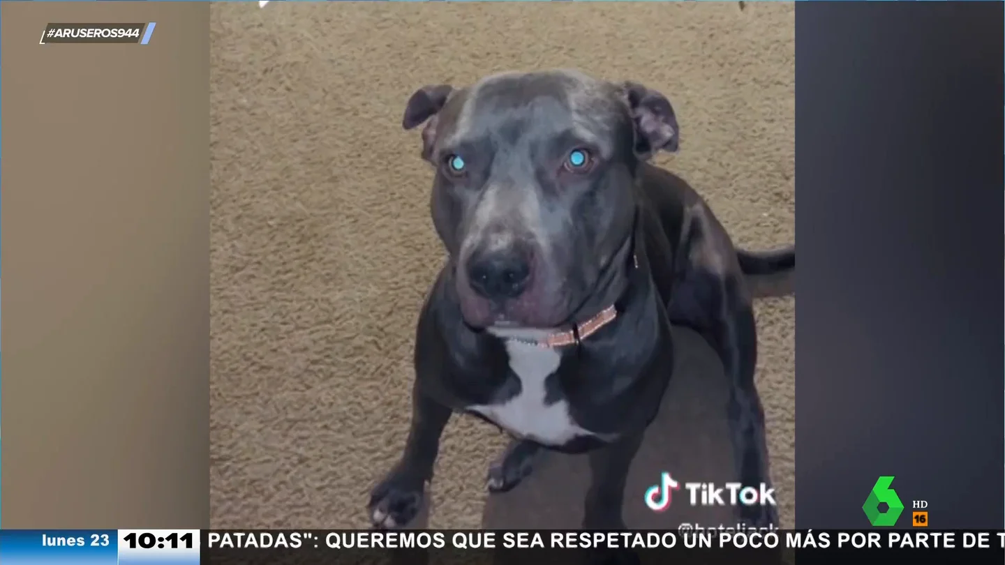 Una mujer británica descubre que su perro solo le hace caso si le habla en español Una mujer británica descubre que su perro solo le hace caso si le habla en español