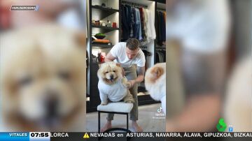 Con pantalones, camisa y chaqueta: así es el perro que viste exactamente igual que su dueño