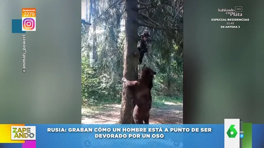 El angustioso momento en el que un hombre está a punto de ser devorado por un oso El angustioso momento en el que un hombre está a punto de ser devorado por un oso
