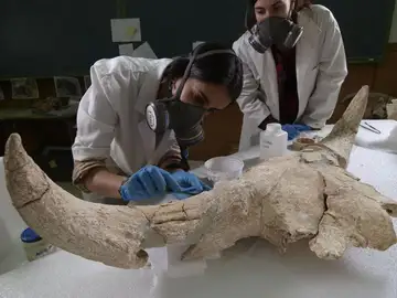  Analizan uno de los cráneos hallados en los yacimientos de Pinilla del Valle, en Madrid