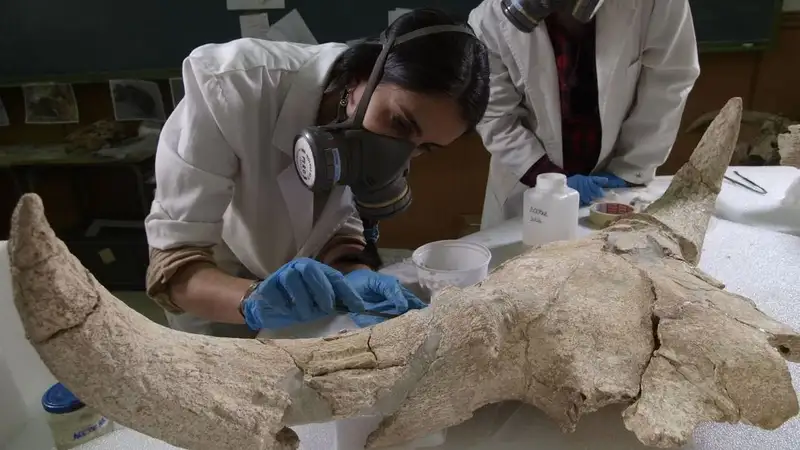  Analizan uno de los cráneos hallados en los yacimientos de Pinilla del Valle, en Madrid