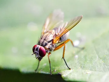 Mosca de la fruta Mosca de la fruta