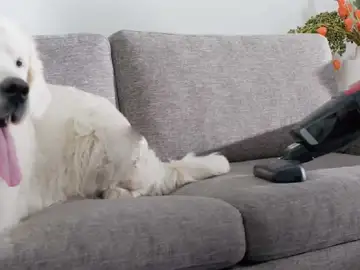 Los mejores aspiradores si tienes mascotas Los mejores aspiradores si tienes mascotas