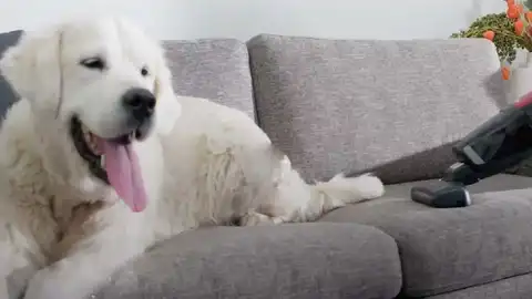 Los mejores aspiradores si tienes mascotas Los mejores aspiradores si tienes mascotas