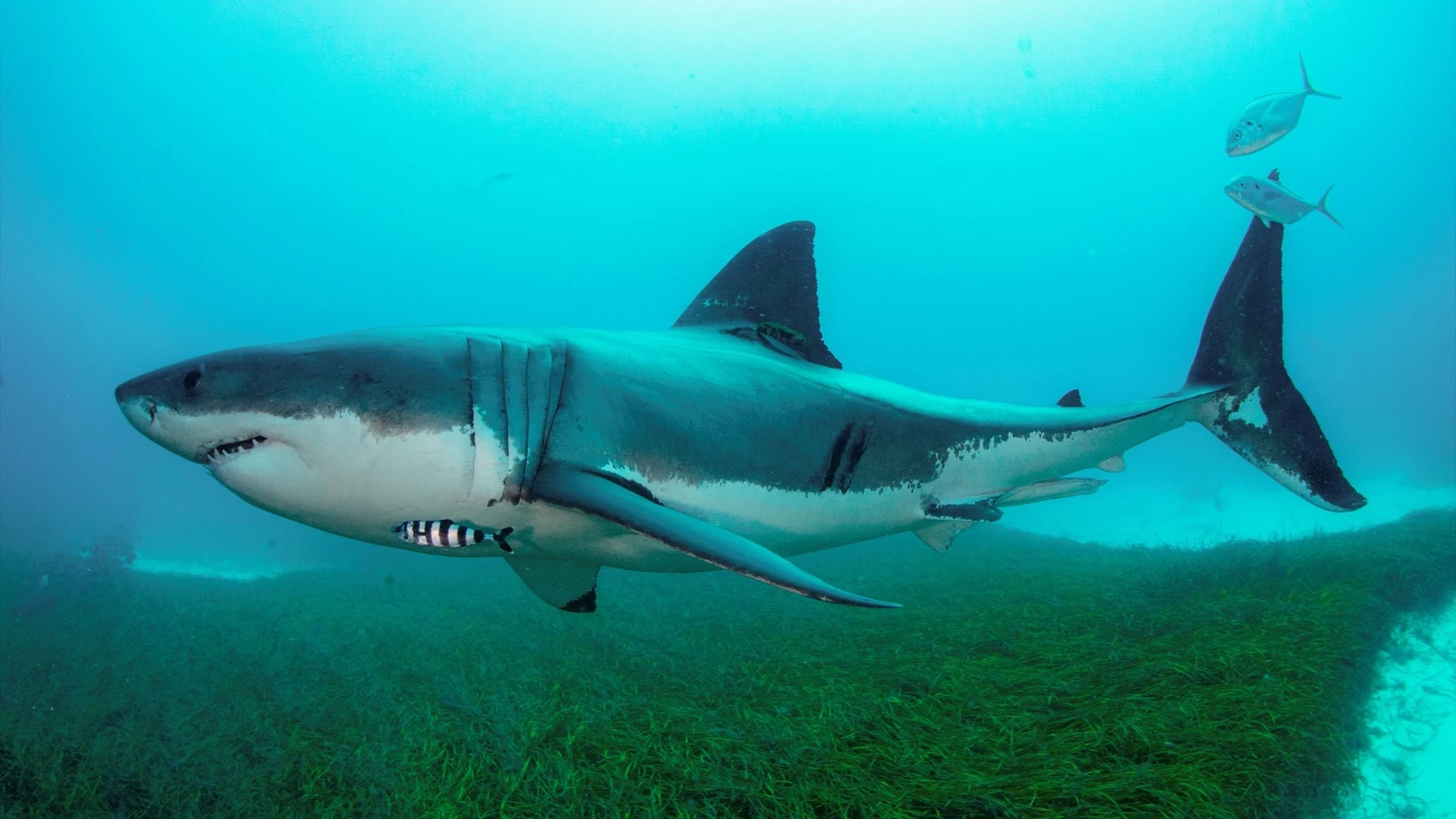 Imagen de archivo de un tiburón blanco.