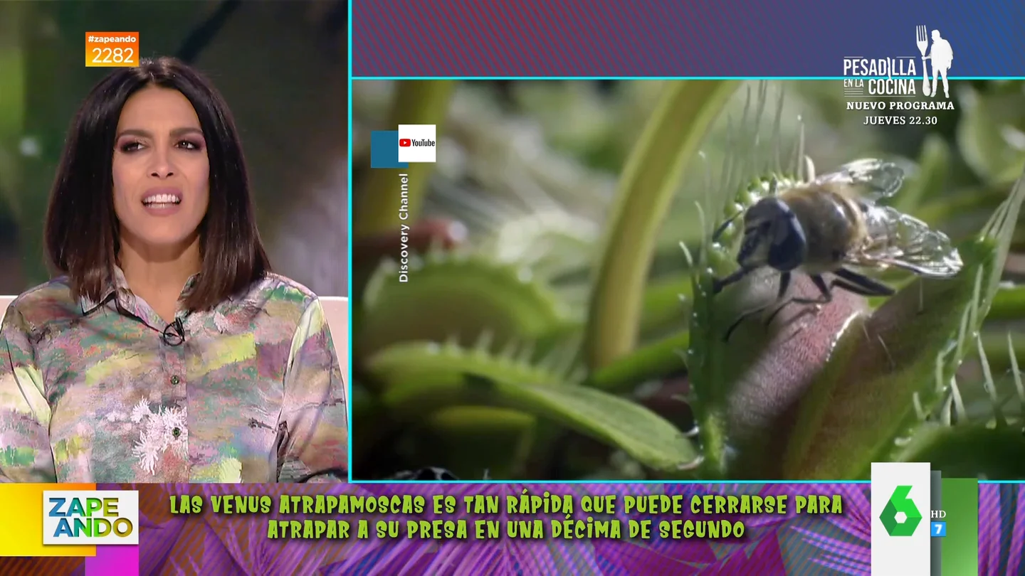 De la Venus Atrapamoscas a la Copa de Mono: los virales con las técnicas de caza de las plantas carnívoras De la Venus Atrapamoscas a la Copa de Mono: los virales con las técnicas de caza de las plantas carnívoras