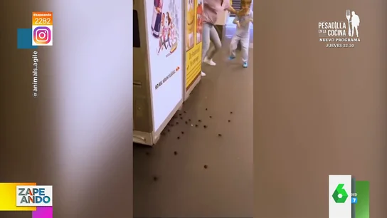 El espeluznante momento en el que agitan un nido de cucarachas y salen corriendo El espeluznante momento en el que agitan un nido de cucarachas y salen corriendo