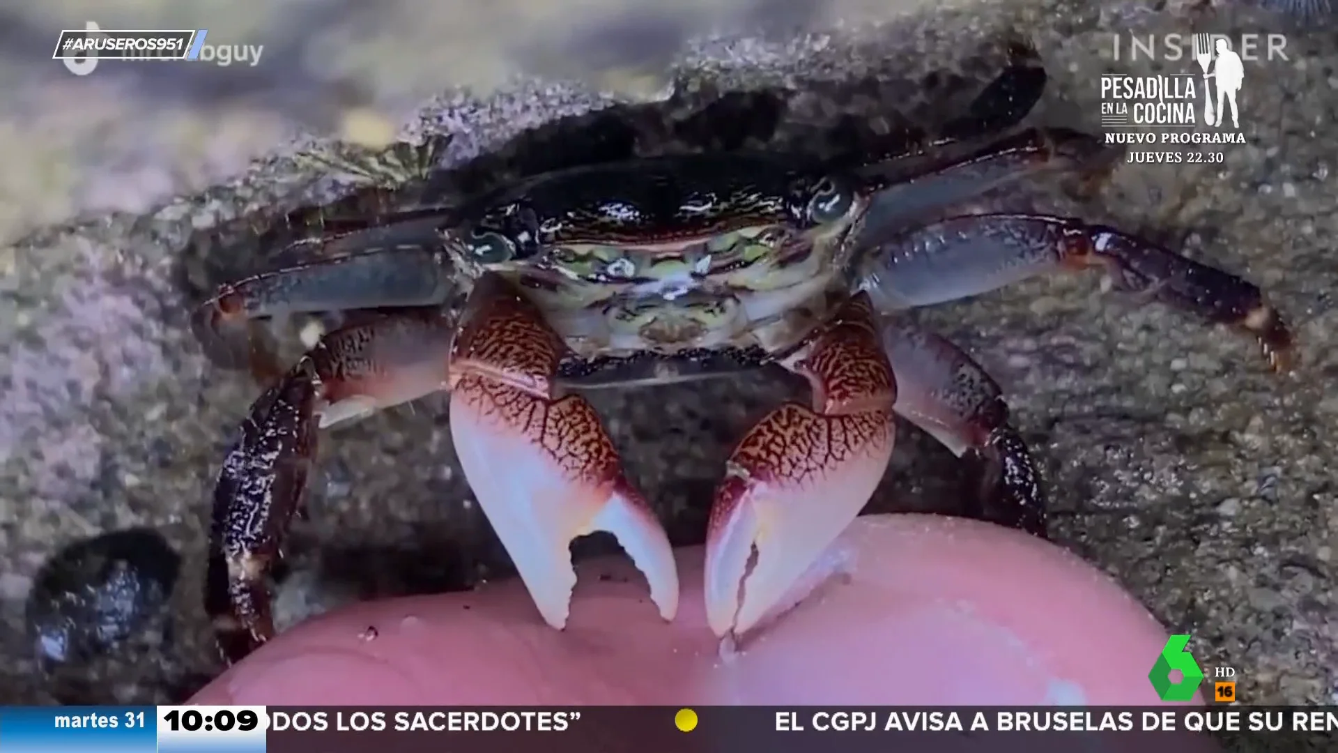 El cangrejo carnívoro que hace la pedicura