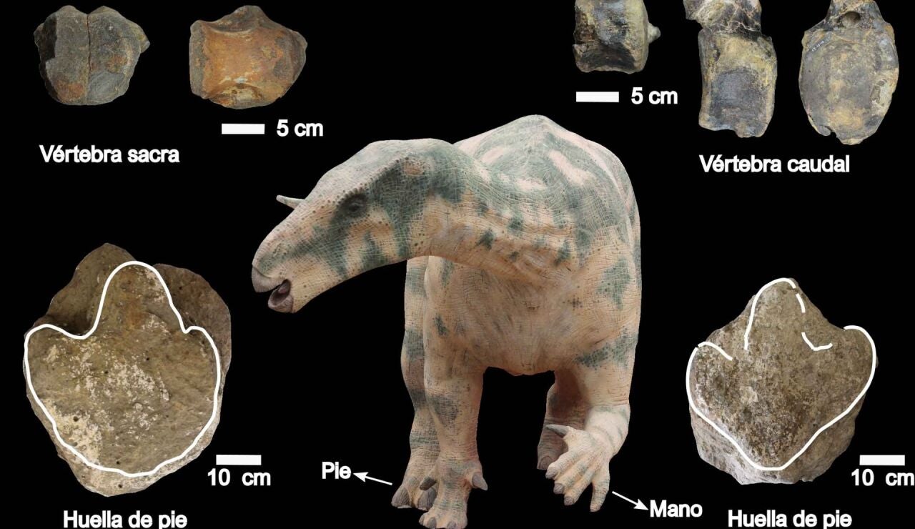 Nuevos fosiles en Teruel evidencian la locomocion cuadrupeda de grandes dinosaurios ornitopodos