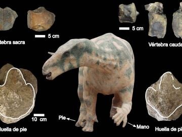 Nuevos fosiles en Teruel evidencian la locomocion cuadrupeda de grandes dinosaurios ornitopodos