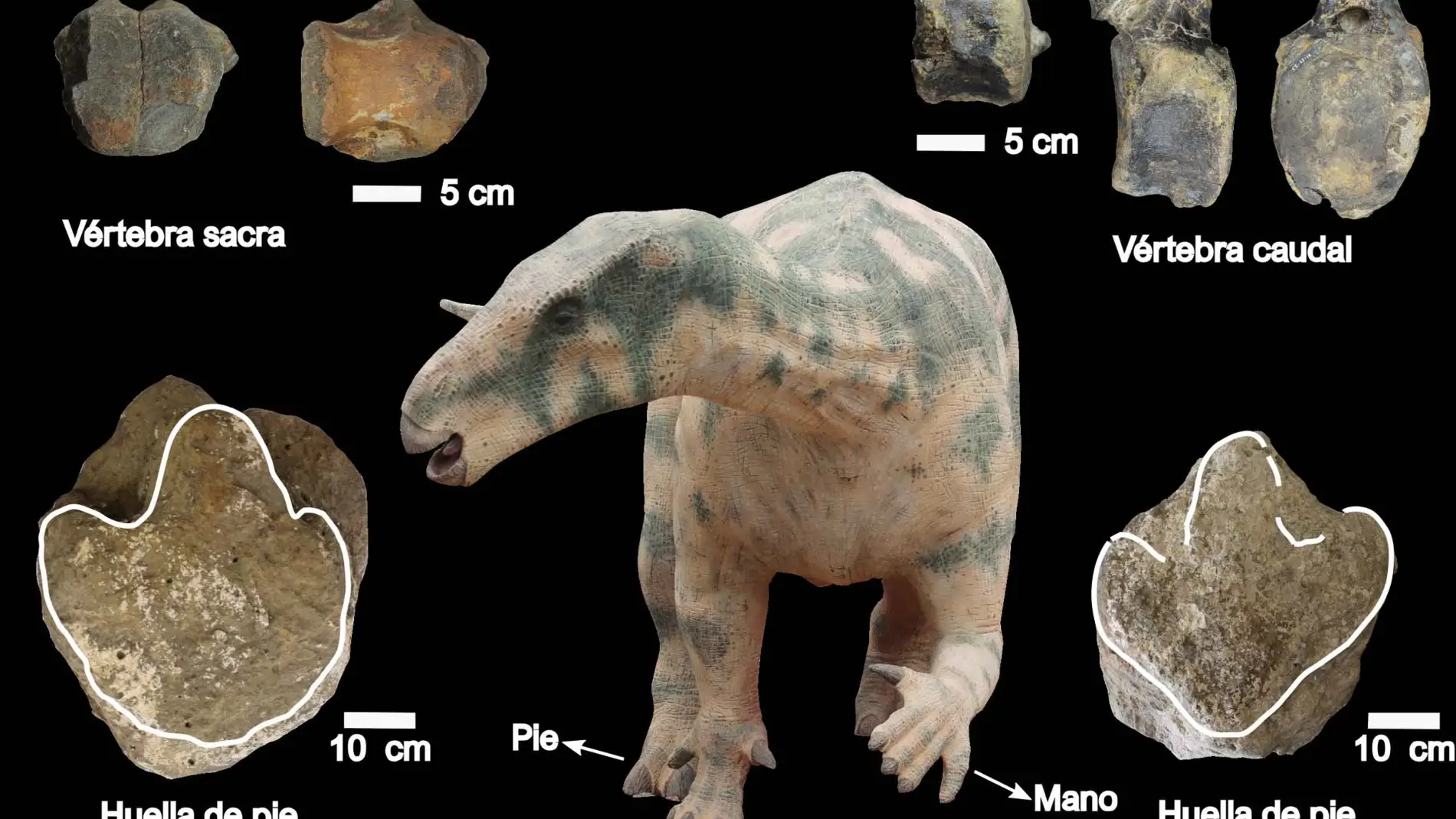 Nuevos fosiles en Teruel evidencian la locomocion cuadrupeda de grandes dinosaurios ornitopodos