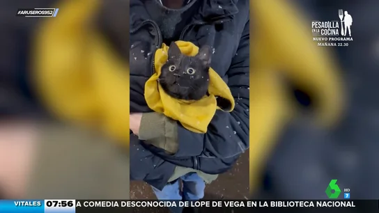 La sorprendente reacción de un gato cuando ve la nieve por primera vez La sorprendente reacción de un gato cuando ve la nieve por primera vez