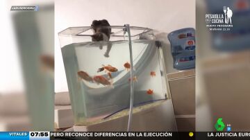 La técnica de este travieso gato para pescar en una pecera: "Está haciendo esnórkel"
