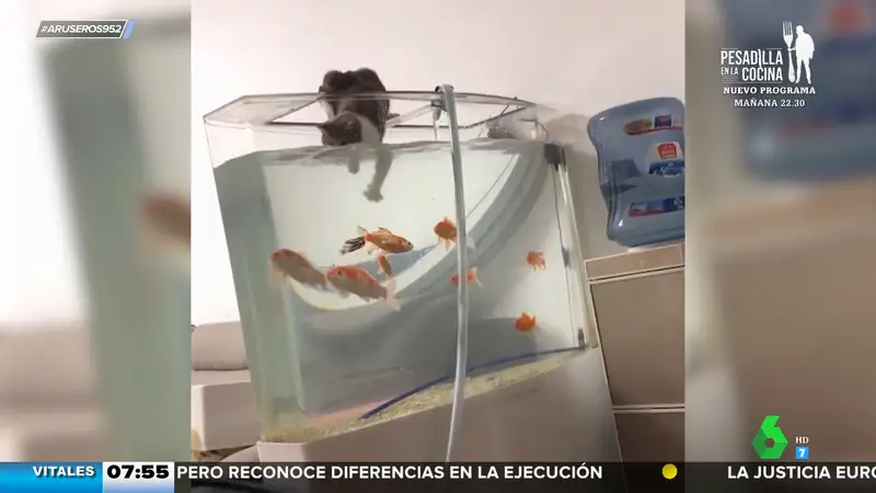 La técnica de este travieso gato para pescar en una pecera: "Está haciendo esnórkel"