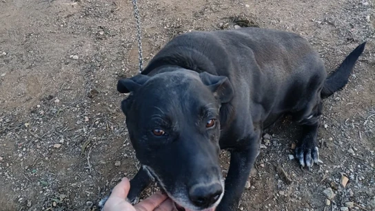Fotografía del perro atado a una cadena de metal por una pata. Fotografía del perro atado a una cadena de metal por una pata.