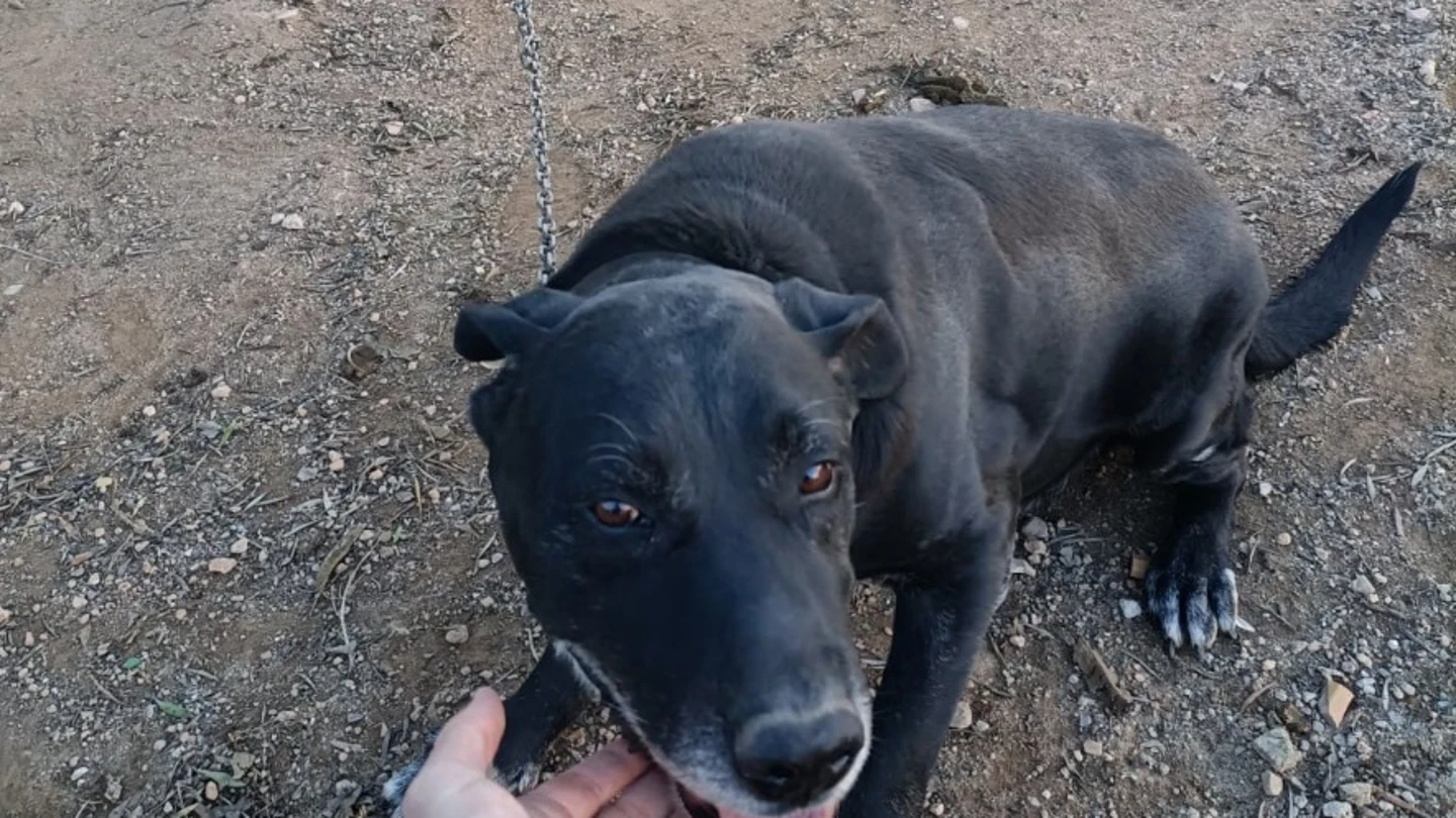 Fotografía del perro atado a una cadena de metal por una pata. Fotografía del perro atado a una cadena de metal por una pata.