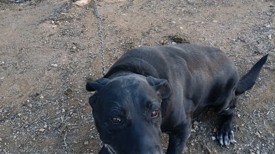 Fotografía del perro atado a una cadena de metal por una pata.