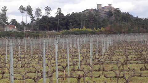 Viñas con el Castillo de Monterrey al fondo