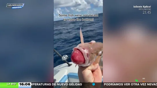 Las capturas más sorprendentes (y asquerosas) de un pescador de Florida Las capturas más sorprendentes (y asquerosas) de un pescador de Florida